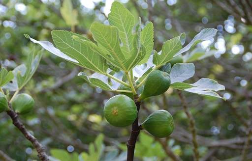 Green figs on fig tree